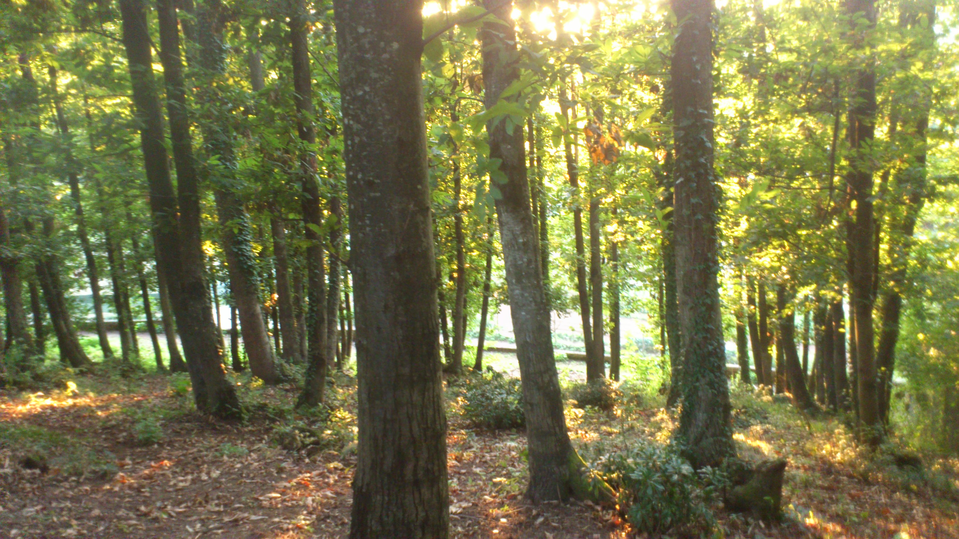 Bosco dentro la Struttura